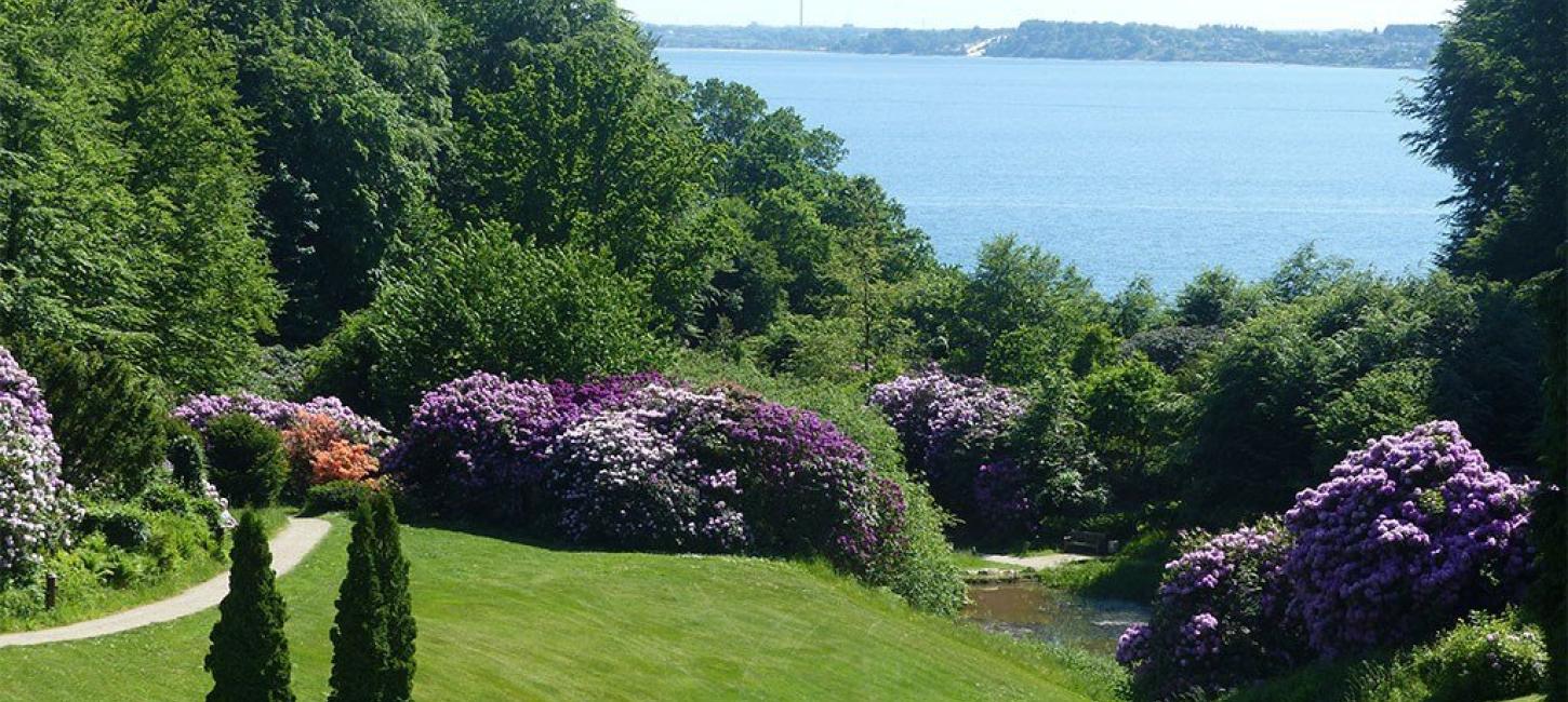 Rhododendronbuske i parken ved Hotel Vejlefjord